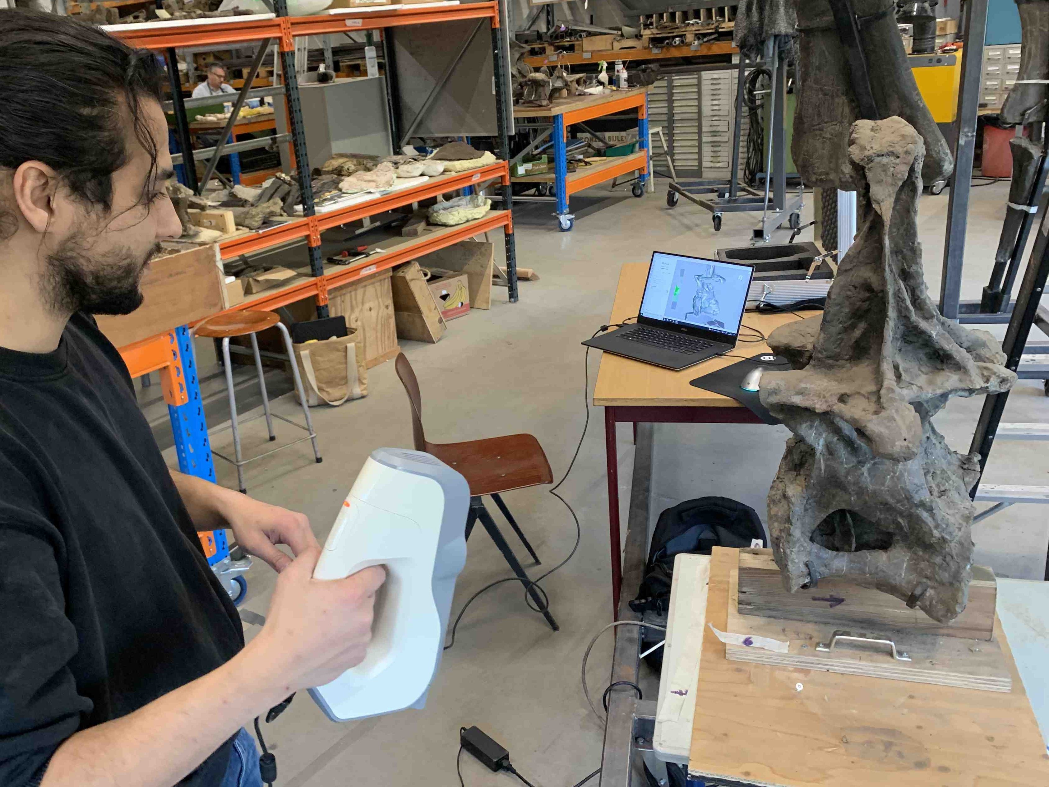 3D Scanning diplodocus